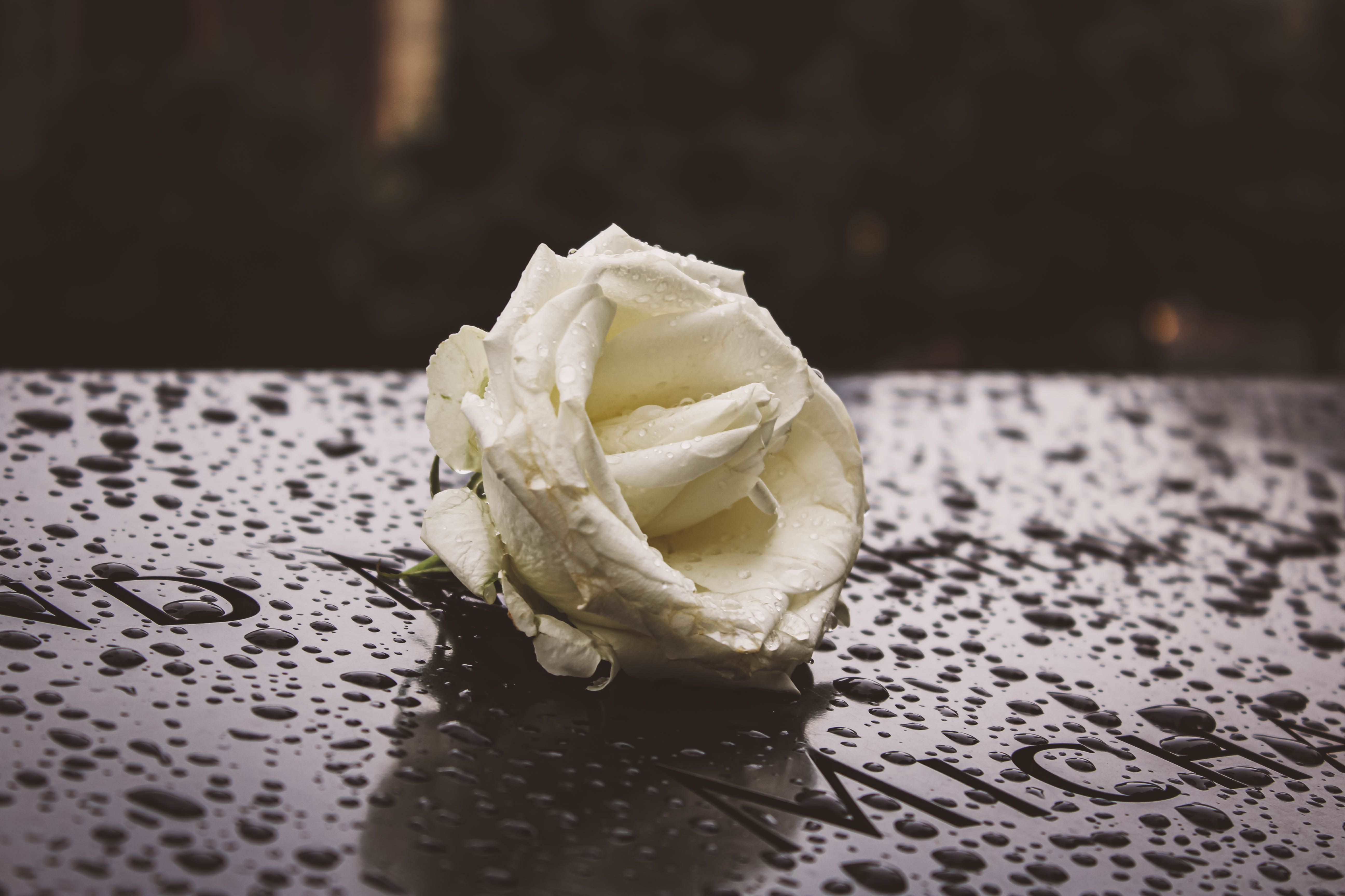 Grief Therapy